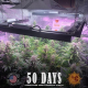 Gorilla Glue Auto - BARNEY'S FARM | TanieSianie.pl