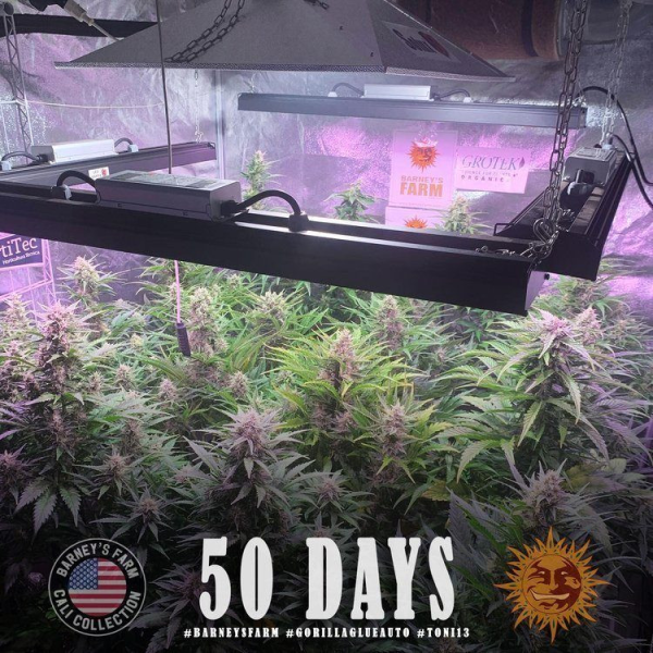 Gorilla Glue Auto - BARNEY'S FARM | TanieSianie.pl