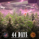 Gorilla Glue Auto - BARNEY'S FARM | TanieSianie.pl