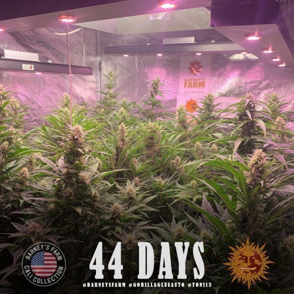 Gorilla Glue Auto - BARNEY'S FARM | TanieSianie.pl
