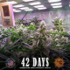 Gorilla Glue Auto - BARNEY'S FARM | TanieSianie.pl