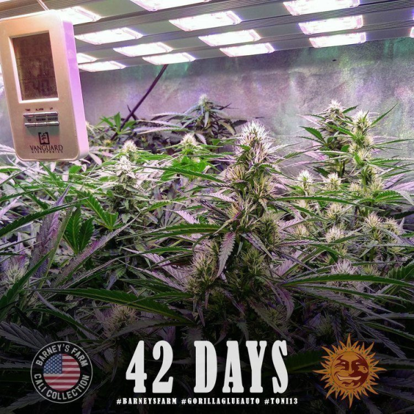 Gorilla Glue Auto - BARNEY'S FARM | TanieSianie.pl