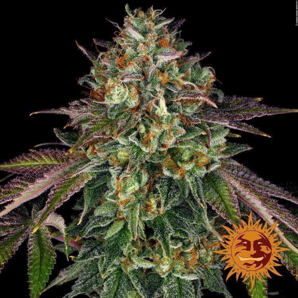 Wedding Cake - BARNEY'S FARM | TanieSianie.pl