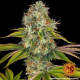 Wedding Cake - BARNEY'S FARM | TanieSianie.pl