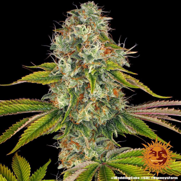 Wedding Cake - BARNEY'S FARM | TanieSianie.pl