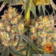 Wedding Cake - BARNEY'S FARM | TanieSianie.pl