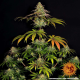 Wedding Cake - BARNEY'S FARM | TanieSianie.pl