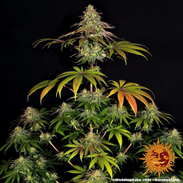 Wedding Cake - BARNEY'S FARM | TanieSianie.pl