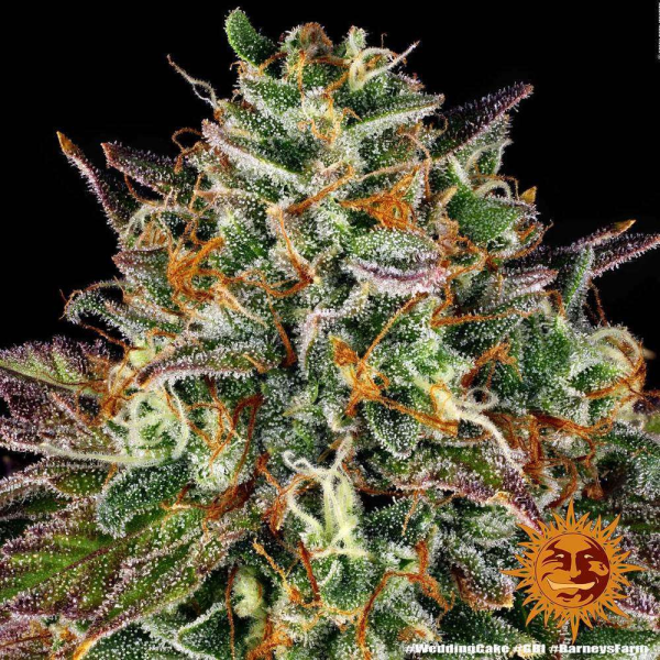 Wedding Cake - BARNEY'S FARM | TanieSianie.pl