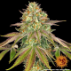 Wedding Cake - BARNEY'S FARM | TanieSianie.pl
