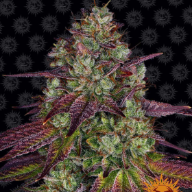 Mimosa EVO - BARNEY'S FARM | TanieSianie.pl