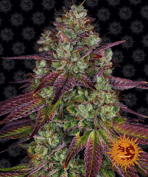 Mimosa EVO - BARNEY'S FARM | TanieSianie.pl