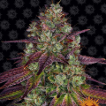 Mimosa EVO - BARNEY'S FARM