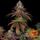 Mimosa EVO - BARNEY'S FARM | TanieSianie.pl