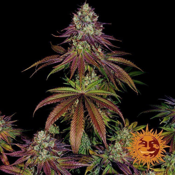 Mimosa EVO - BARNEY'S FARM | TanieSianie.pl