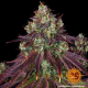 Mimosa EVO - BARNEY'S FARM | TanieSianie.pl