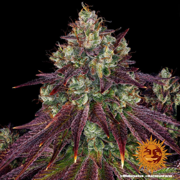Mimosa EVO - BARNEY'S FARM | TanieSianie.pl