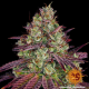 Mimosa EVO - BARNEY'S FARM | TanieSianie.pl