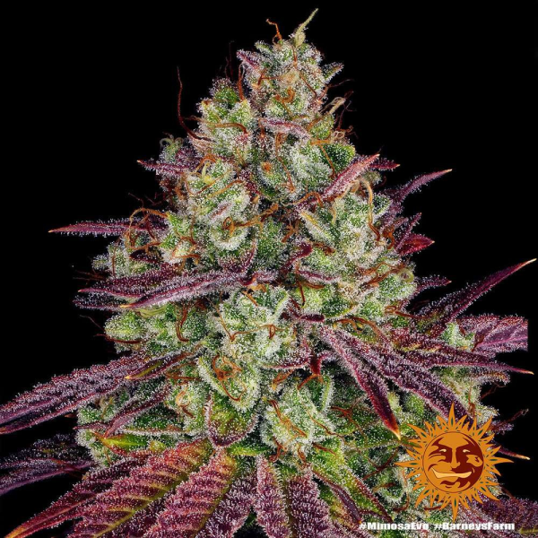 Mimosa EVO - BARNEY'S FARM | TanieSianie.pl