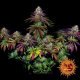 Mimosa EVO - BARNEY'S FARM | TanieSianie.pl