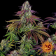 Mimosa EVO - BARNEY'S FARM | TanieSianie.pl