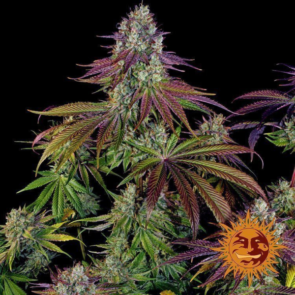 Mimosa EVO - BARNEY'S FARM | TanieSianie.pl