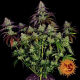 Mimosa EVO - BARNEY'S FARM | TanieSianie.pl