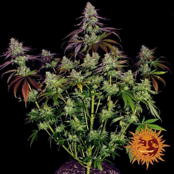 Mimosa EVO - BARNEY'S FARM | TanieSianie.pl