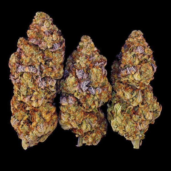 Mimosa EVO - BARNEY'S FARM | TanieSianie.pl