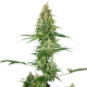 Silver Fire - SENSI SEEDS | TanieSianie.pl