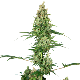 Silver Fire - SENSI SEEDS | TanieSianie.pl