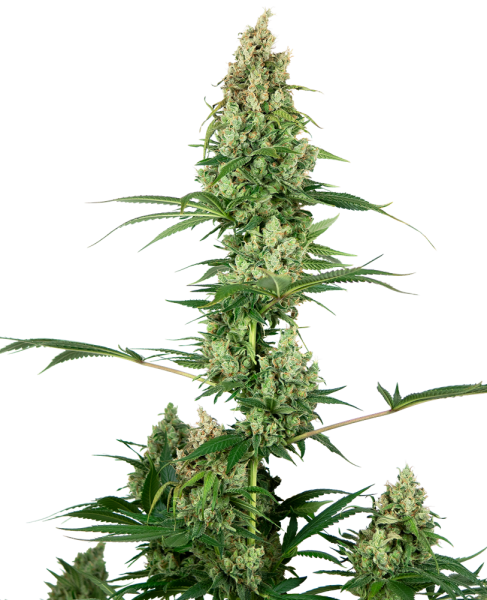 Silver Fire - SENSI SEEDS | TanieSianie.pl