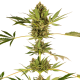 Himalayan CBD - SENSI SEEDS | TanieSianie.pl