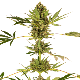Himalayan CBD - SENSI SEEDS | TanieSianie.pl