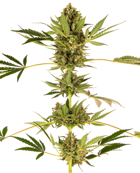 Himalayan CBD - SENSI SEEDS | TanieSianie.pl