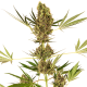 Alpine Delight CBD Auto - SENSI SEEDS | TanieSianie.pl