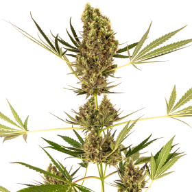 Alpine Delight CBD Auto - SENSI SEEDS | TanieSianie.pl