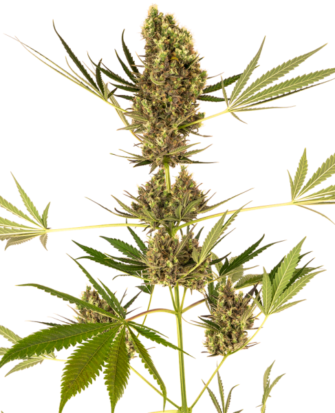 Alpine Delight CBD Auto - SENSI SEEDS | TanieSianie.pl