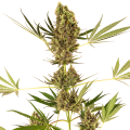 Alpine Delight CBD Auto - SENSI SEEDS