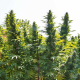 Hollands Hope - DUTCH PASSION | TanieSianie.pl