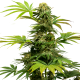 Black Harlequin - SENSI SEEDS | TanieSianie.pl
