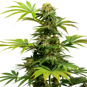 Black Harlequin - SENSI SEEDS | TanieSianie.pl