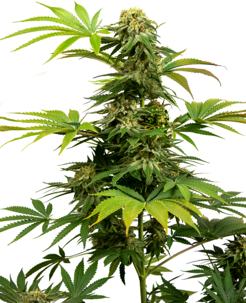Black Harlequin - SENSI SEEDS | TanieSianie.pl