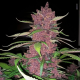 Purple Lemonade Auto | TanieSianie.pl