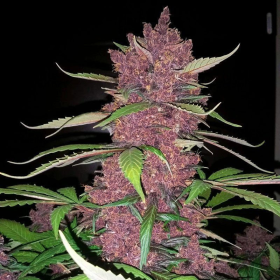 Purple Lemonade Auto | TanieSianie.pl