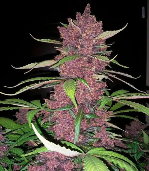Purple Lemonade Auto | TanieSianie.pl