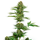 Satin Black Domina CBD - SENSI SEEDS | TanieSianie.pl