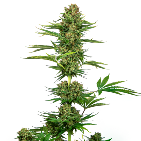 Satin Black Domina CBD - SENSI SEEDS | TanieSianie.pl