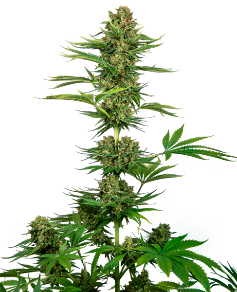 Satin Black Domina CBD - SENSI SEEDS | TanieSianie.pl