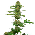 Satin Black Domina CBD - SENSI SEEDS